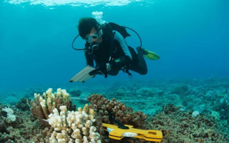 Robôs Treinados para Restaurar Corais